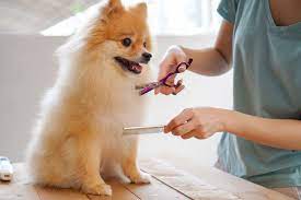 Deworming Service